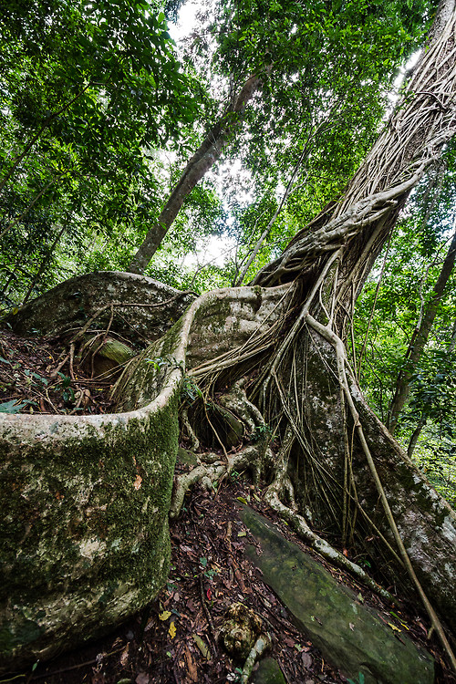 Arbre et racines gigantesques dans la jungle