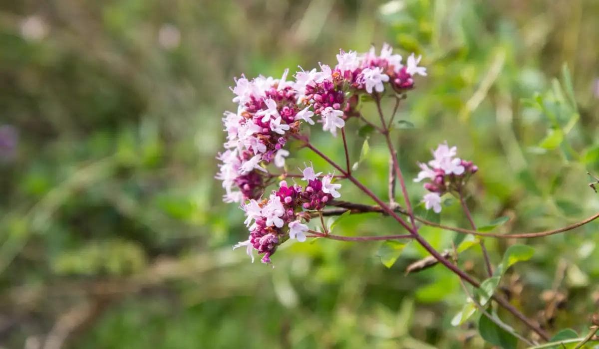 Physalide image, Photo de fleur